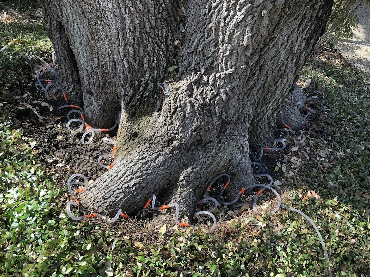 Detailed Tree Cabling and Bracing job site in Peckville