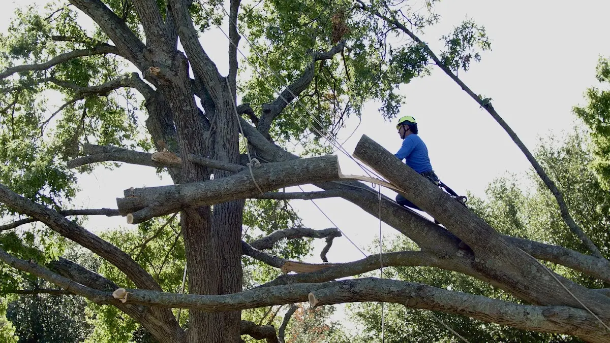 Professional Crown Thinning performed by certified arborists in Peckville