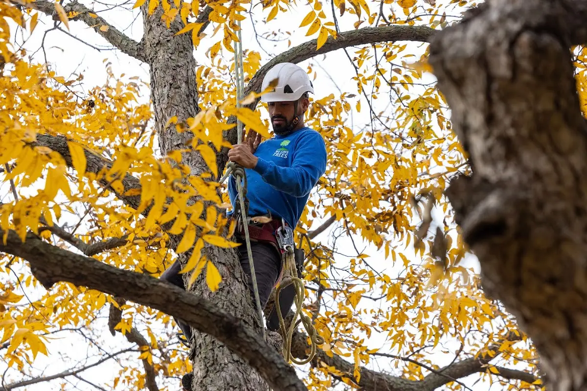 Skilled Tree Pruning crew working in Peckville